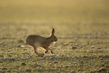 Brown Hare / European Hare ( Lepus europaeus ), early morning mood, nice backlit, running over field van wunderbare Erde