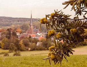 Kastanjetijd in Vaals 