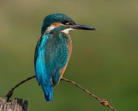 Ijsvogel