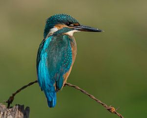 Martin-pêcheur