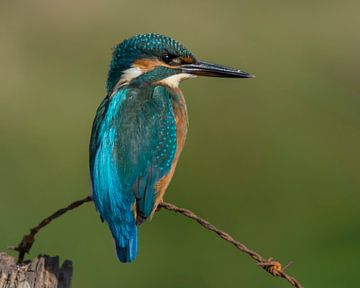 Kingfisher by Vincent Willems