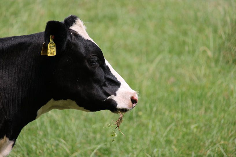 Vache dans le pré par Melanie Rijneker
