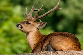 Wildschwein oder Schweinehirsch : Königlicher Burgers Zoo