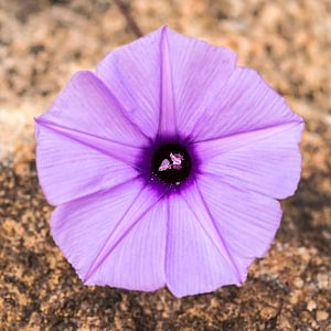 Bloem: Purple heart