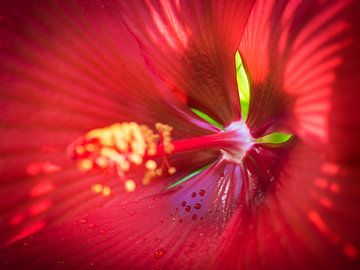 The Heart of the Hibiscus by Rob van der Wal