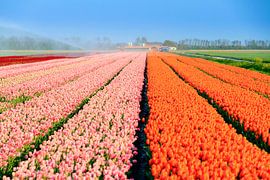 Roze en oranje tulpenveld in de lente