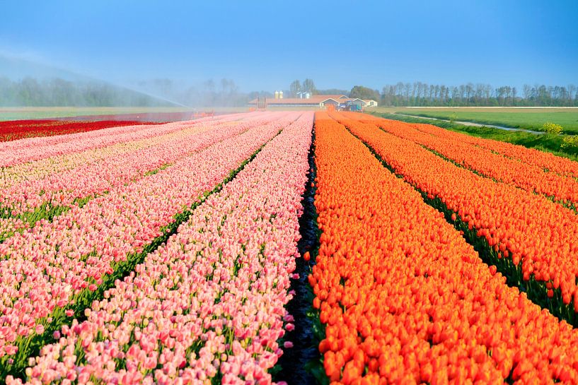 Roze en oranje tulpenveld in de lente van Dennis van de Water
