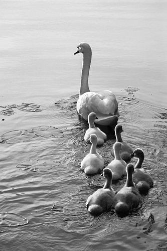 Swan Family van Rick Smulders