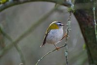 Wintergoldhähnchen zwischen Spinnweben