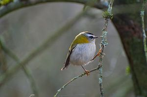 Vuurgoudhaan tussen de spinnenwebben van Birdvogels