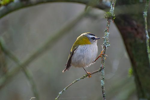 Fire goldcrest among cobwebs