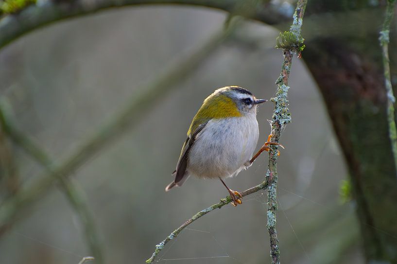 Fire goldcrest among cobwebs by Birdvogels