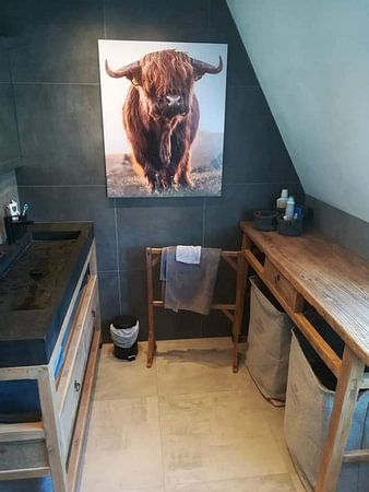 Schottischer Highlander