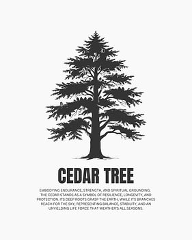 Minimalistisches Poster mit Zedernbaum-Strichzeichnung – weiße Ausgabe