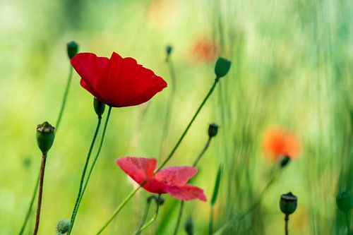 Champ de coquelicots