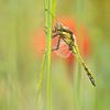Dragonfly in the poppy field by Moetwil en van Dijk - Fotografie