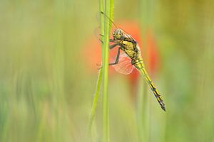 Dragonfly in the poppy field