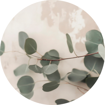 Eucalyptus takken muur van Poster Art Shop