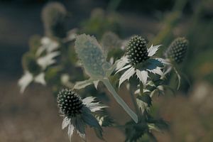 Distel