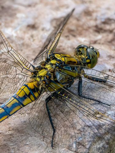 terminator dragonfly