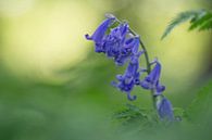 Bluebells. Foto van een solitaire boshyacint omgeven door zachte varenbladeren. van Birgitte Bergman thumbnail