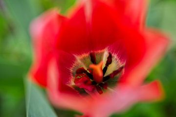 Rode tulp macro van Iris Holzer Richardson