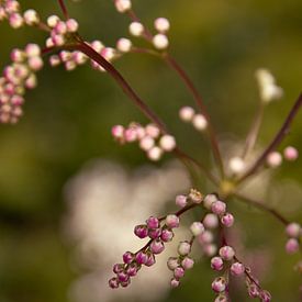 Filipendula vulgaris (Knollenspiräe) in der Knospe von Ankie Kooi