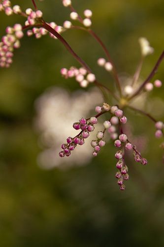 Filipendula vulgaris (spirea à bulbes) en bouton