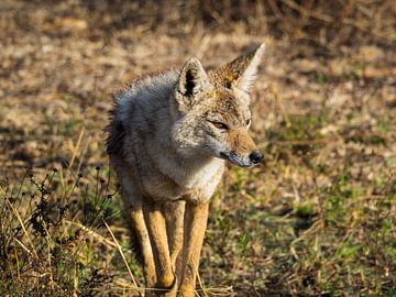 Jackal by Stijn Cleynhens