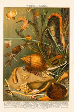 Antike Farblithographie Mollusken von Studio Wunderkammer