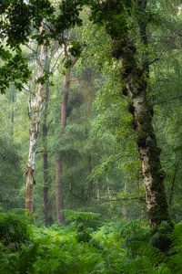 Green forest landscape