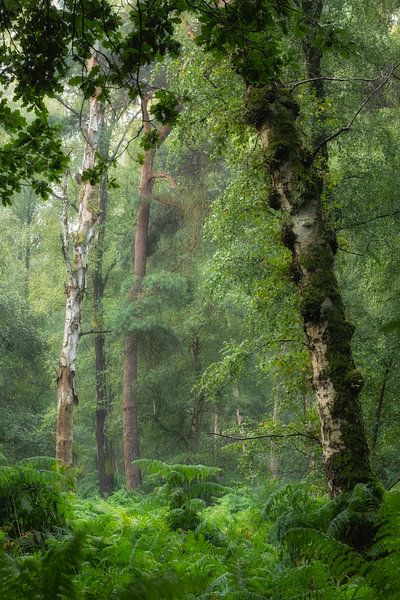 Green forest landscape by Moetwil en van Dijk - Fotografie