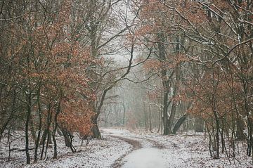 Sneeuw in het Speulderbos van Nancy van Verseveld