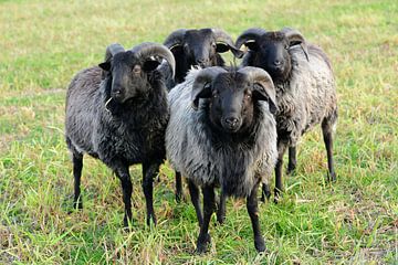 Quatre Heidschnucken - Moutons dans les landes de Lunebourg sur Gisela Scheffbuch