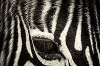 zebra eye close-up by Ed Dorrestein thumbnail