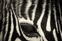 zebra eye close-up