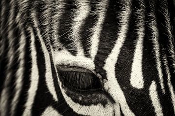 zebra eye close-up by Ed Dorrestein