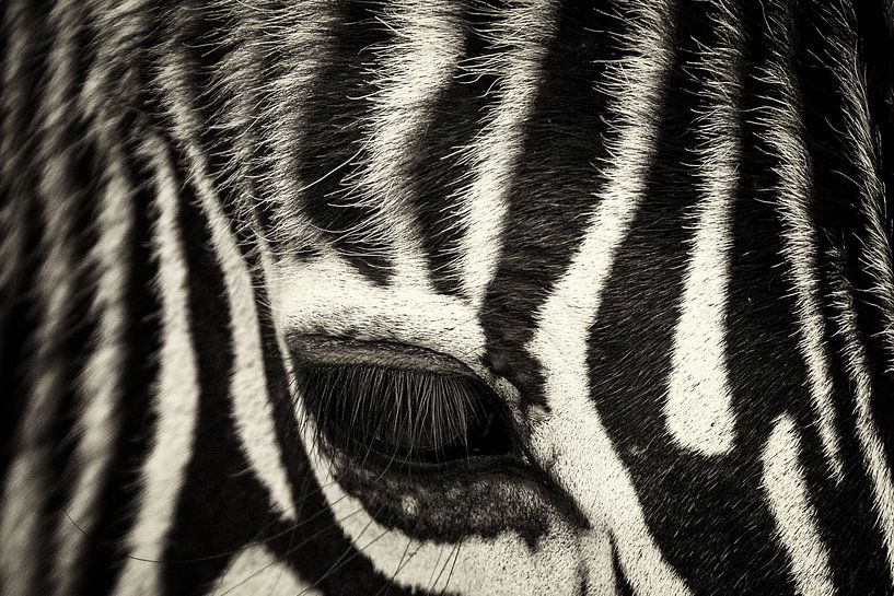 zebra eye close-up by Ed Dorrestein