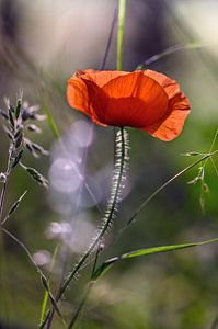 Coquelicot en contre-jour