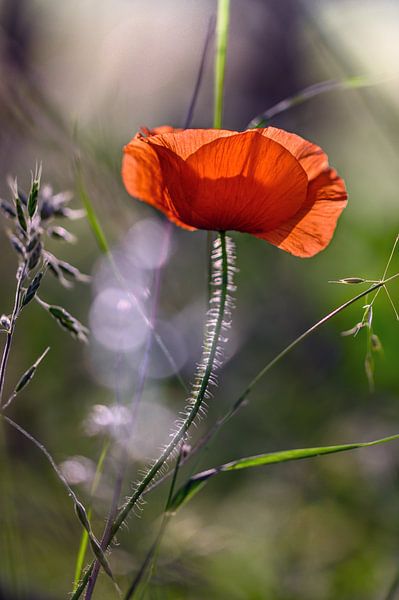 Poppy in backlight by Kurt Krause