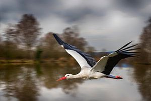 Storch im Flug (Ciconia Ciconia) - Nr. 5
