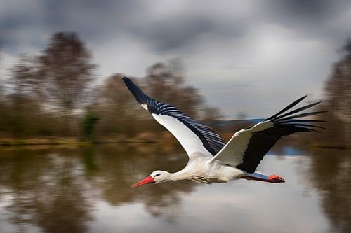 Storch im Flug (Ciconia Ciconia) - Nr. 5