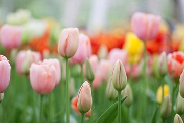 Tulipes au printemps Keukenhof sur Christine Vesters Fotografie