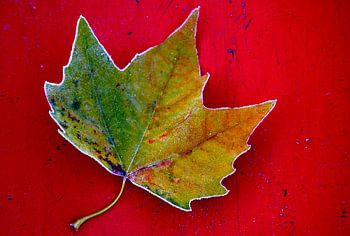 Herfst Blad op rood.