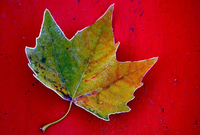Herfst Blad op rood. by Hans Jansen