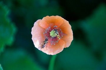 zwei Bienen im Herzen der rosa Blume von wil spijker