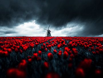Red Storm | Sea of Tulips with Windmill under Dark Sky
