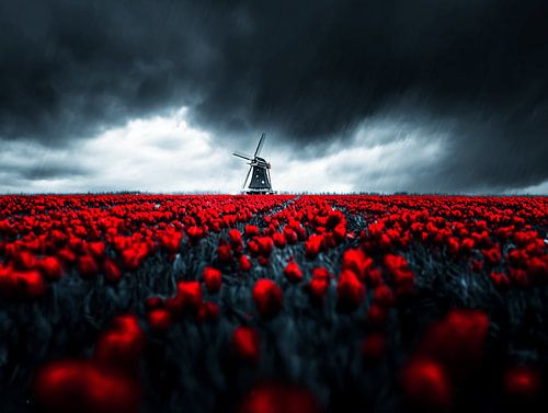 Red Storm | Sea of Tulips with Windmill under Dark Sky