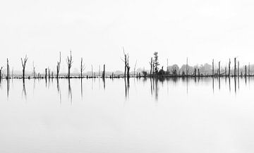 Reflectie van bomen in de Biesbosch zwart-wit