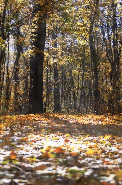 Goldener Herbst von Zwergls Lichtermeer